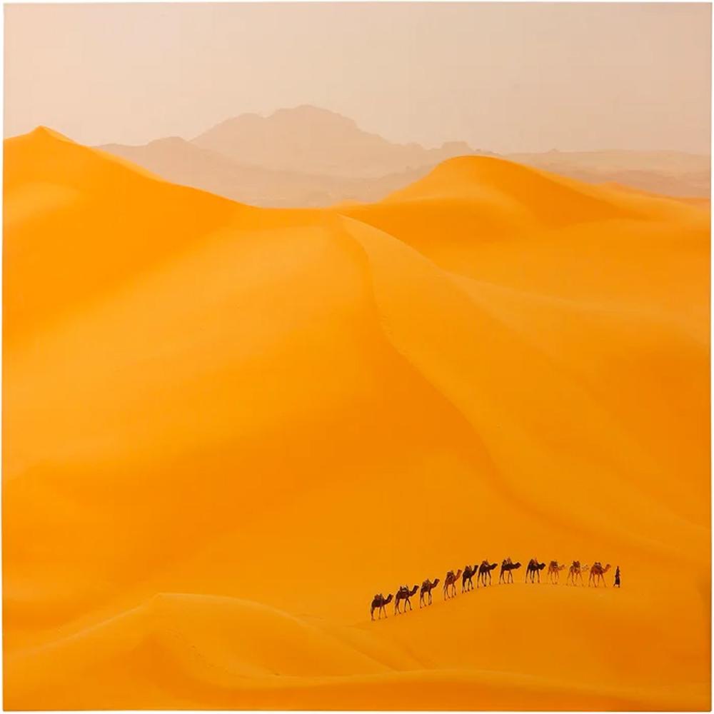 Camels Caravan