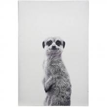  WI33370 - Meerkat Portrait